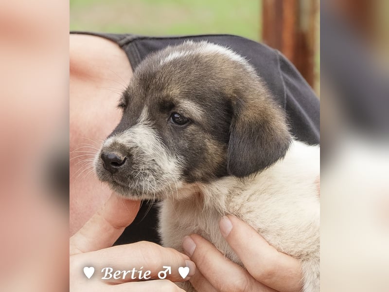 Bill, Bob und Bertie suchen ab Mitte Januar ein Zuhause Bill, Bob und Bertie suchen ab Mitte Januar ein Zuhause