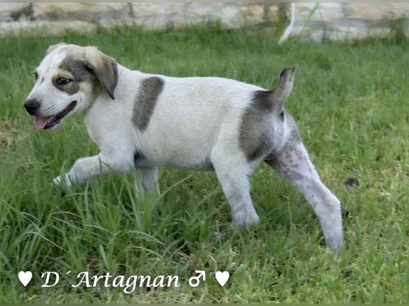 D'Artagnan, Bizou und Biala suchen ein Zuhause