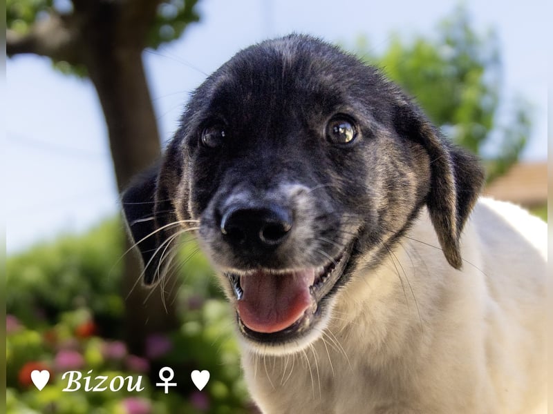 D'Artagnan, Bizou und Biala suchen ein Zuhause