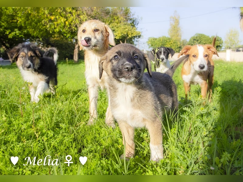 Die M-Mädels suchen ab Januar ein Zuhause