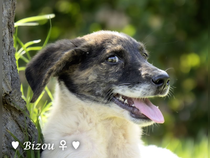 D'Artagnan, Bizou und Biala suchen ein Zuhause