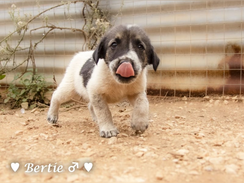 Bill, Bob und Bertie suchen ab Mitte Januar ein Zuhause Bill, Bob und Bertie suchen ab Mitte Januar ein Zuhause