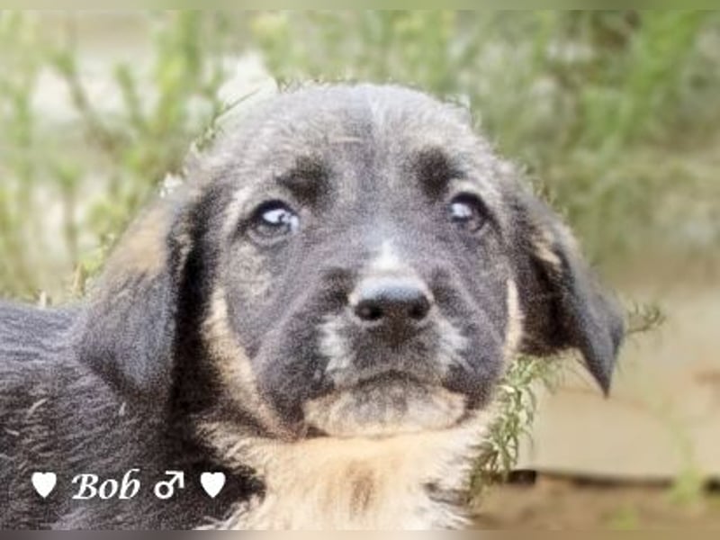 Bill, Bob und Bertie suchen ab Mitte Januar ein Zuhause Bill, Bob und Bertie suchen ab Mitte Januar ein Zuhause