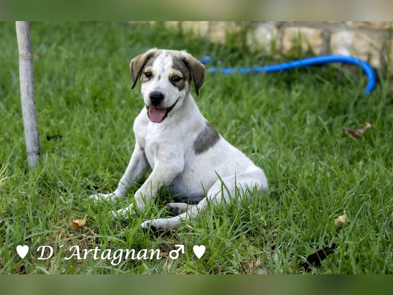D'Artagnan, Bizou und Biala suchen ein Zuhause