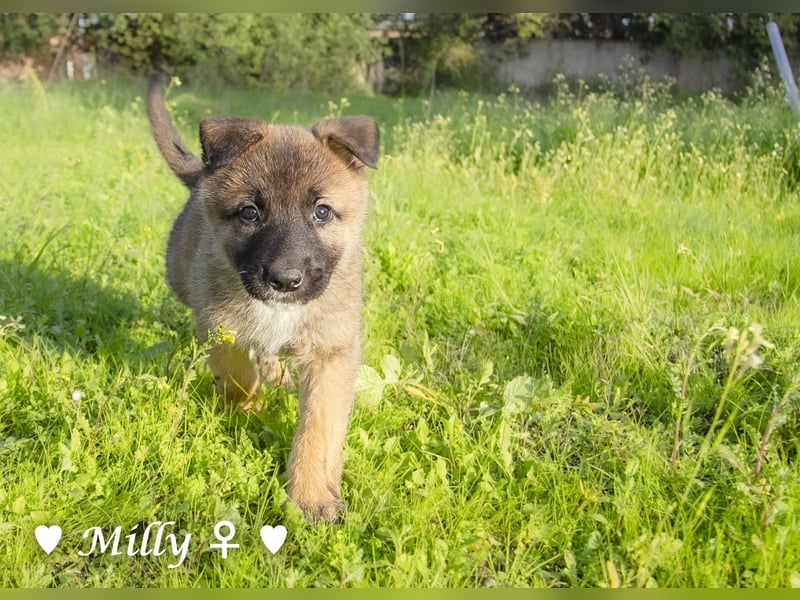 Die M-Mädels suchen ab Januar ein Zuhause