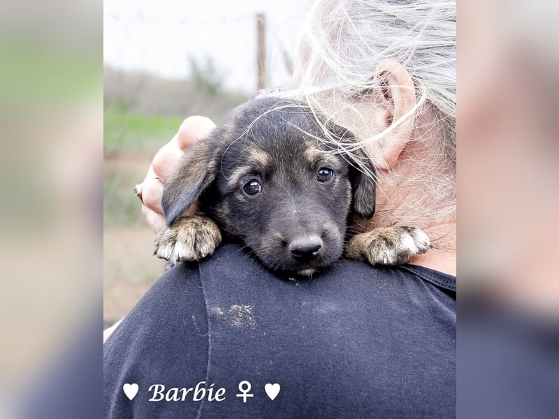 Barbie, Betty, Becky und Brenda suchen ab Mitte Januar ein Zuhause Barbie, Betty, Becky und Brenda suchen ab Mitte Januar ein Zuhause