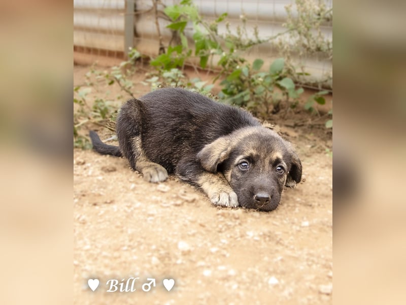 Bill, Bob und Bertie suchen ab Mitte Januar ein Zuhause Bill, Bob und Bertie suchen ab Mitte Januar ein Zuhause