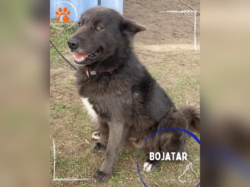 Bojtar aufmerksamer stattlicher Schäferhund Mischling