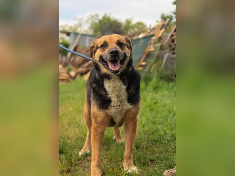 Berta, schüchterne, ältere Schäferhund Mischlingshündin geb. 2015