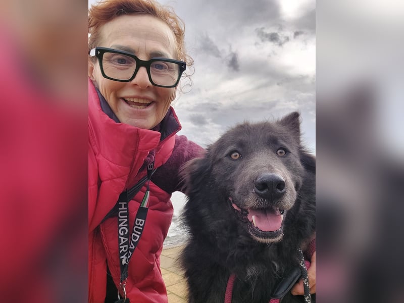 Bojtar aufmerksamer stattlicher Schäferhund Mischling