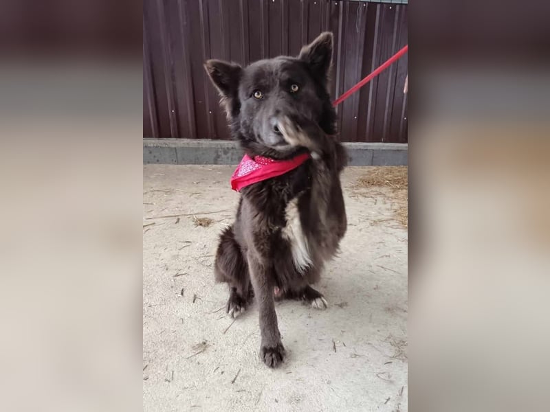 Bojtar aufmerksamer stattlicher Schäferhund Mischling