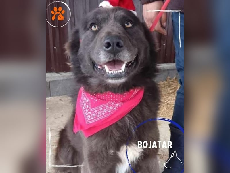 Bojtar aufmerksamer stattlicher Schäferhund Mischling