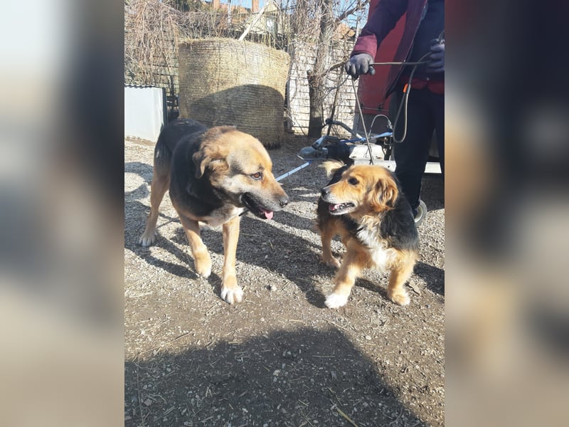 Berta, schüchterne, ältere Schäferhund Mischlingshündin geb. 2015