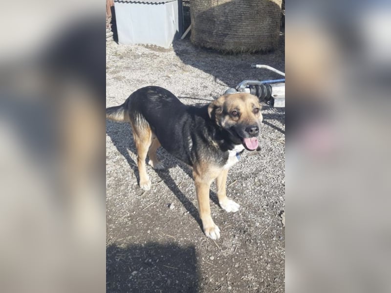 Berta, schüchterne, ältere Schäferhund Mischlingshündin geb. 2015