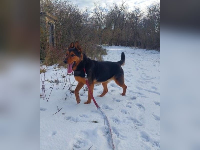 Rocky VA - freundlich, neugierig