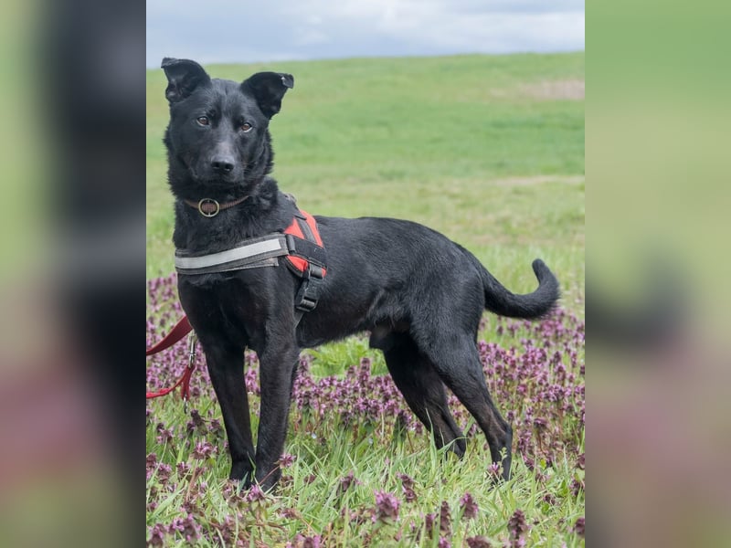 Noel, fröhlich und verspielt