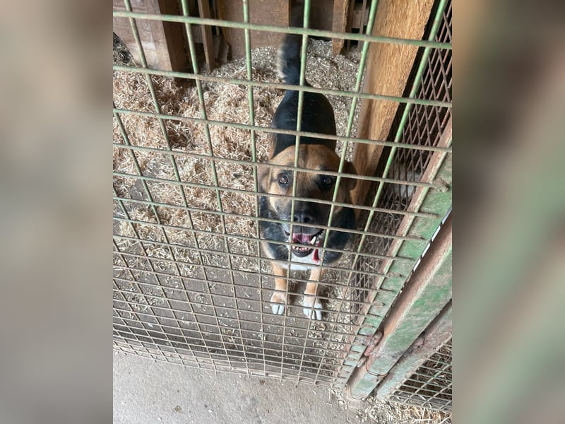 Berta VA, sanftmütig und ruhig