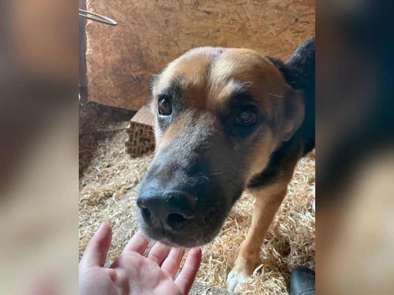 Berta VA, sanftmütig und ruhig