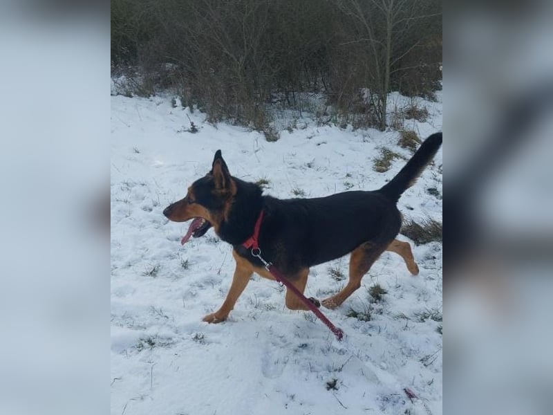 Rocky VA - freundlich, neugierig