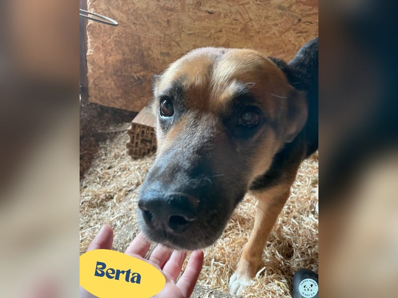 Berta VA, sanftmütig und ruhig