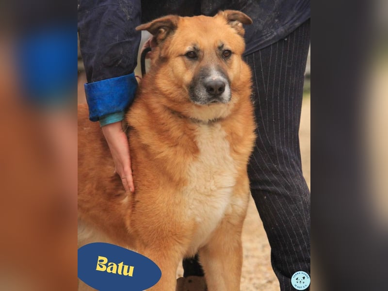 Batu VA, liebenswert und dankbar