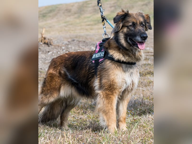 Jessy SI, perfekter Familienhund