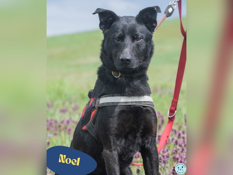 Noel, fröhlich und verspielt