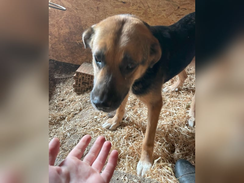 Berta VA, sanftmütig und ruhig