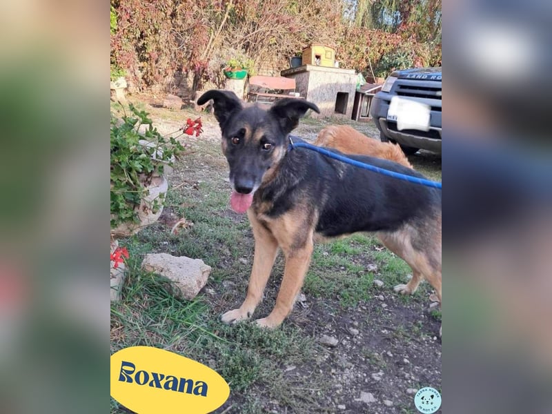 Roxana VA - kinderlieb, tapfer,liebevoll