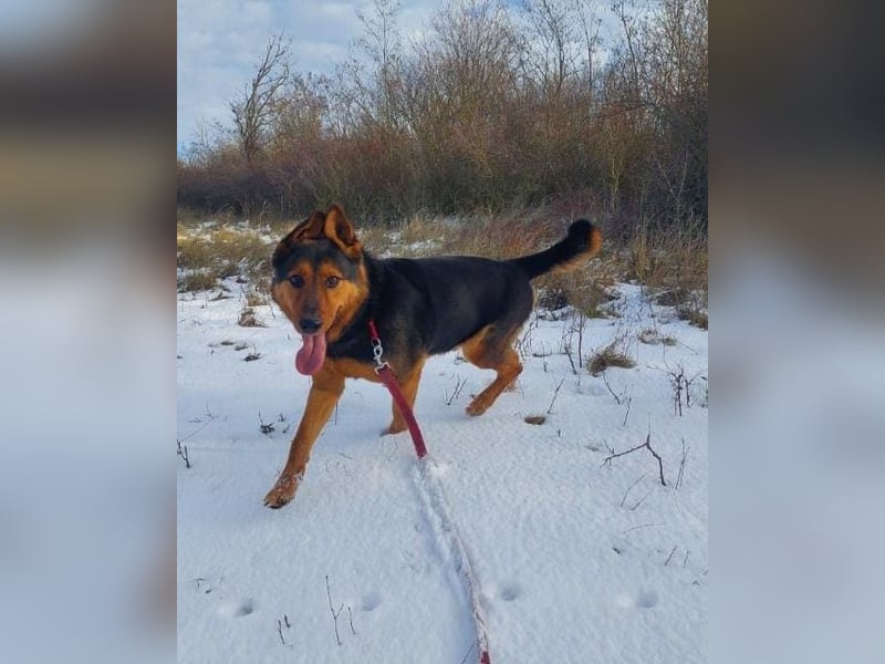Rocky VA - freundlich, neugierig