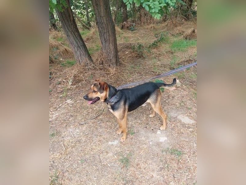 Zeno VA - aufgeschlossen, kinderlieb