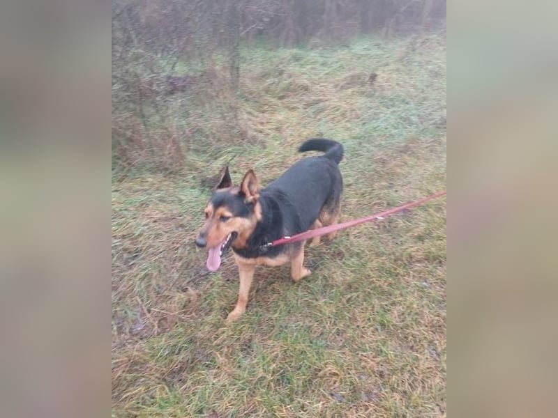 Rocky VA - freundlich, neugierig