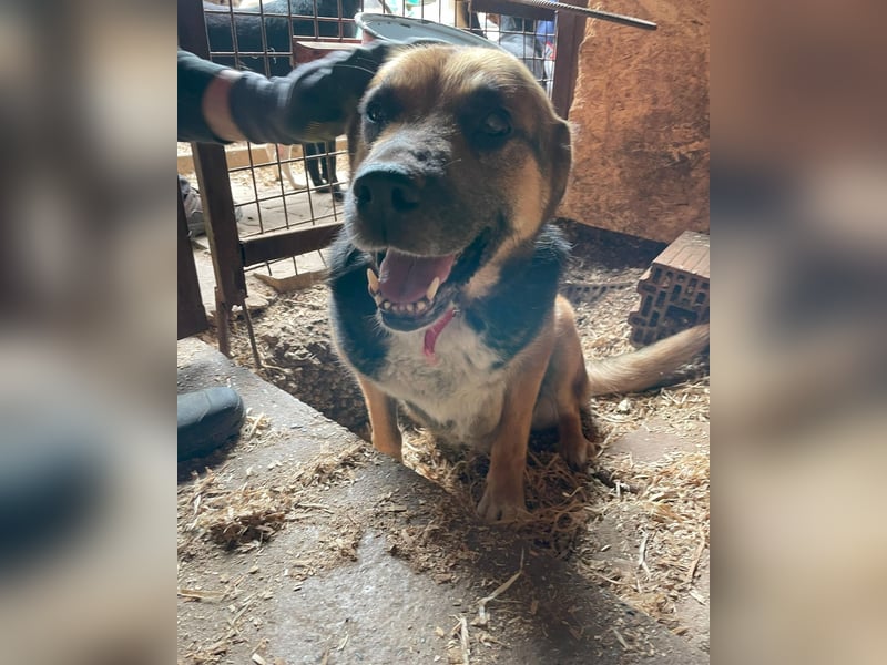 Berta VA, sanftmütig und ruhig