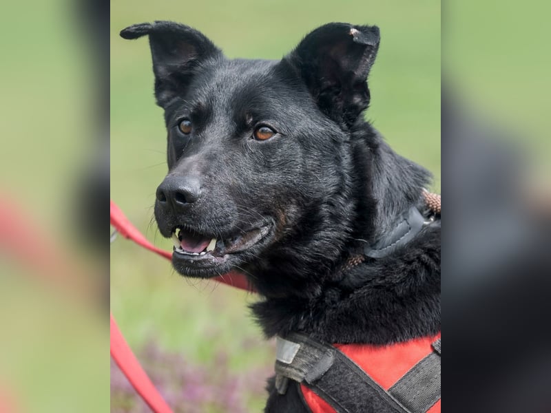 Noel, fröhlich und verspielt