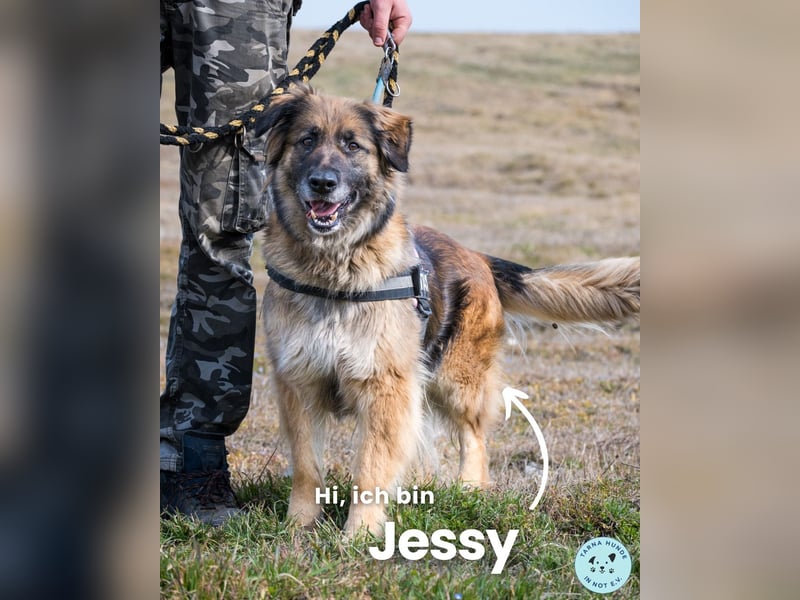 Jessy SI, perfekter Familienhund