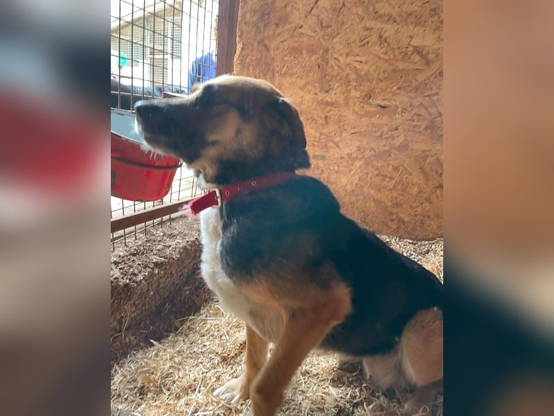 Berta VA, sanftmütig und ruhig