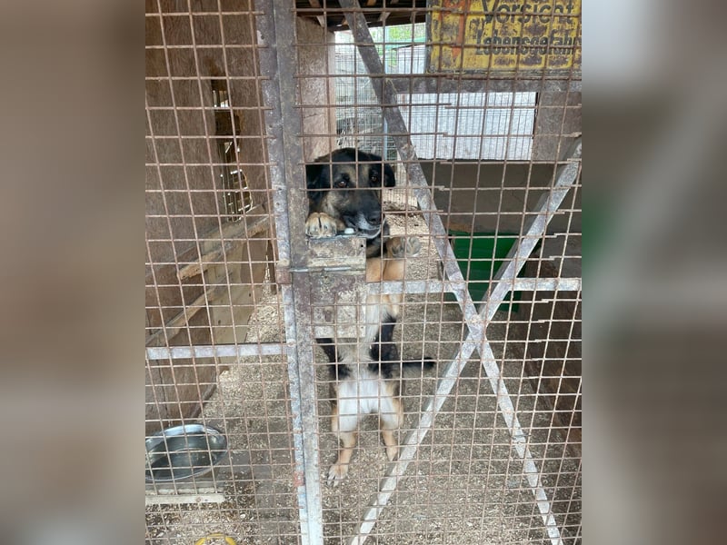 Roxana VA - kinderlieb, tapfer,liebevoll