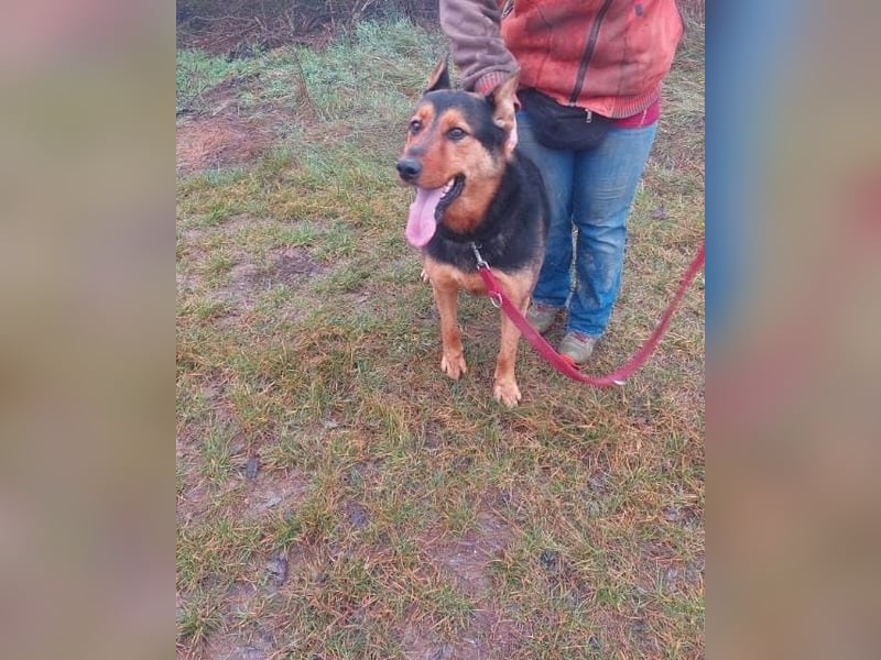 Rocky VA - freundlich, neugierig