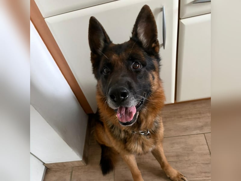 Rocky sucht Zuhause ❤️