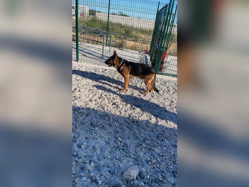 Rex sucht sein Glück❤️