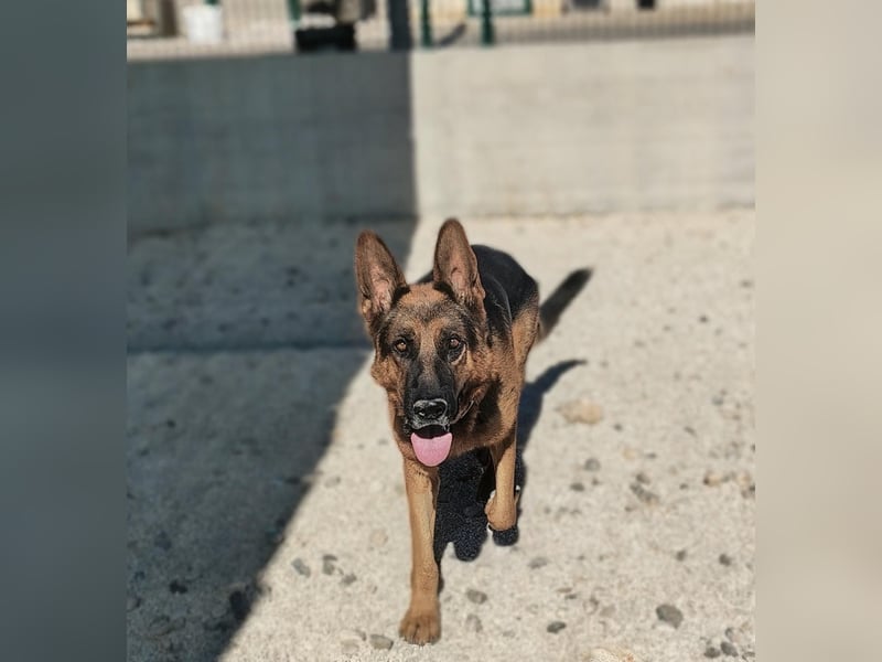 Rex sucht sein Glück❤️