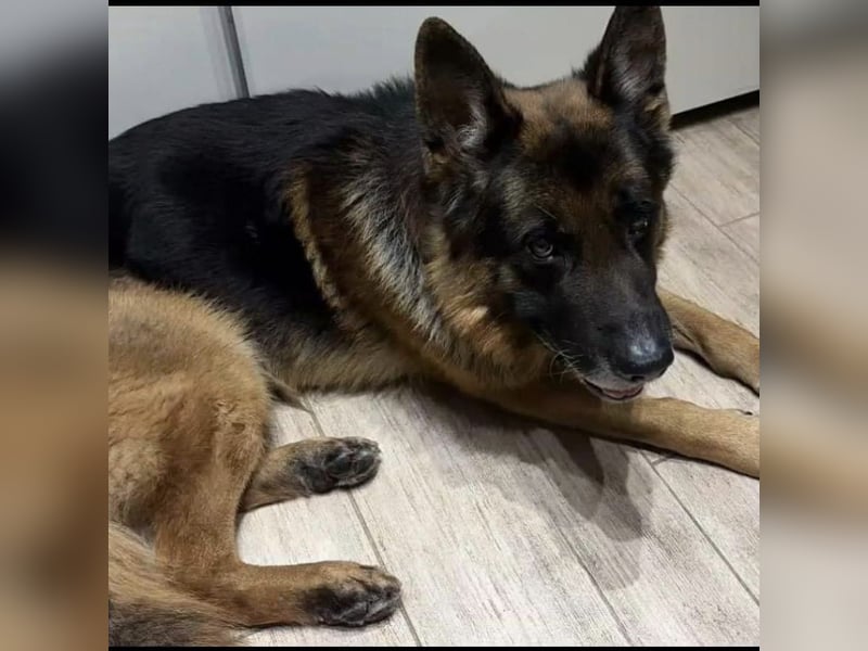 Rocky sucht Zuhause ❤️