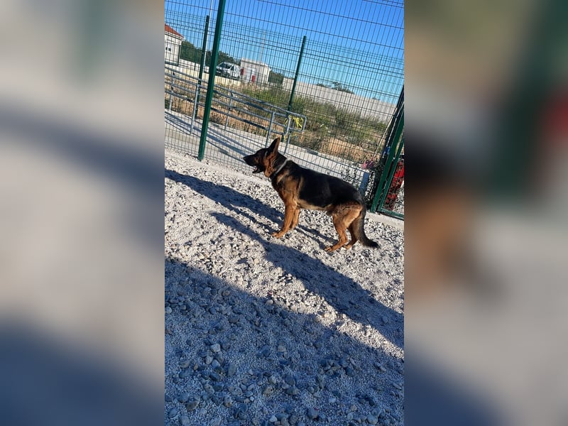 Rex sucht sein Glück❤️