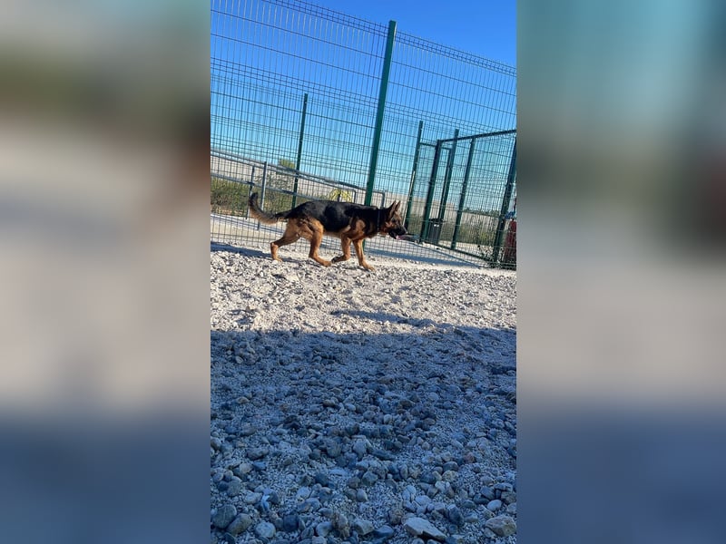Rex sucht sein Glück❤️