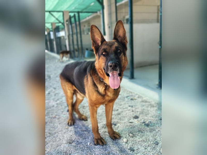 Rex sucht sein Glück❤️