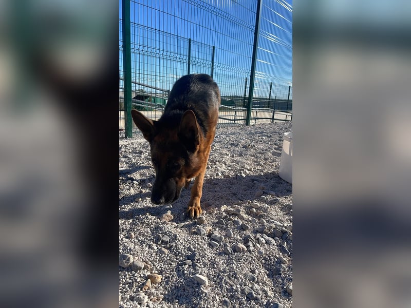 Rex sucht sein Glück❤️