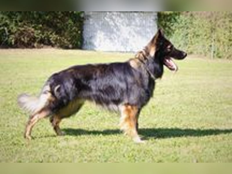 Deutscher Schäferhund  (Langstockhaar)