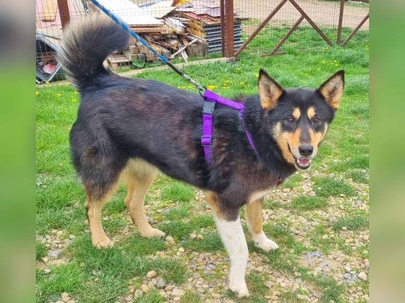 Silke 55 cm geb. 03/2019 ist ein toller Begleithund