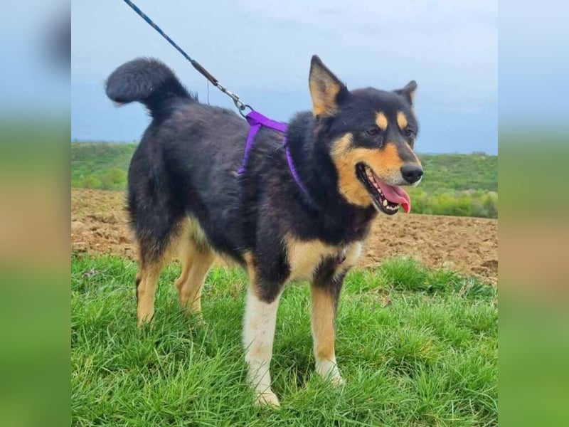Silke 55 cm geb. 03/2019 ist ein toller Begleithund