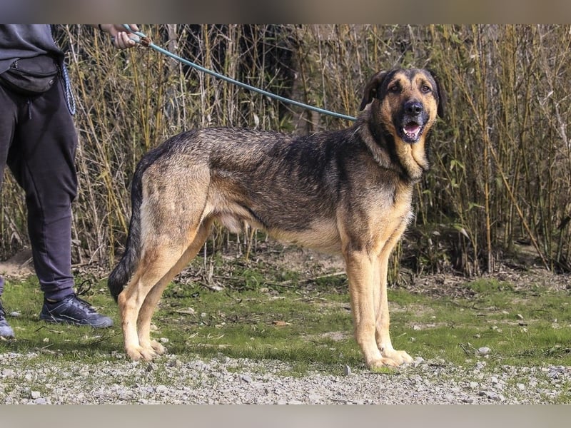 Maxi ~ Sanft und lieb ~ warum auf Straße ausgesetzt ?